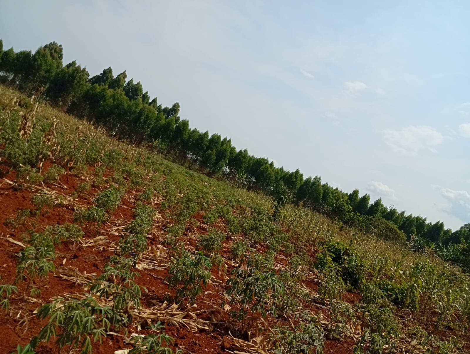 Sustainable Farming for Kenyan Farmers